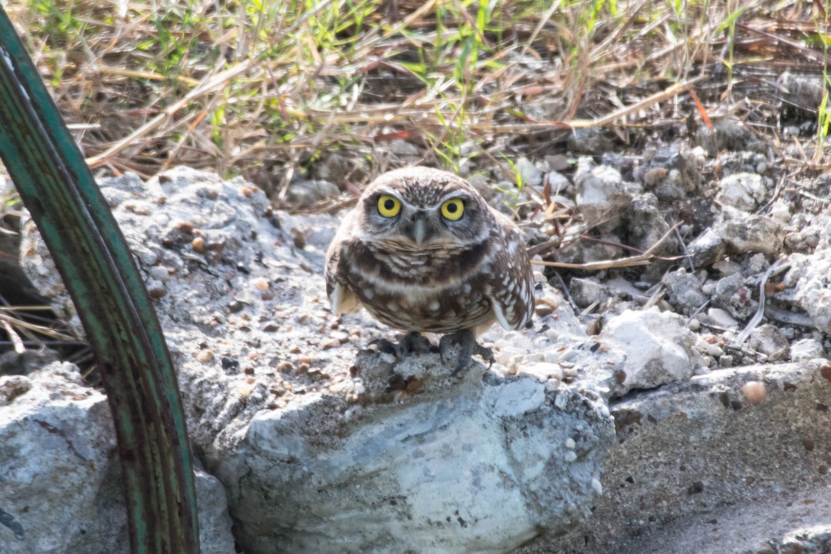 Burrowing Owl - ML611518120