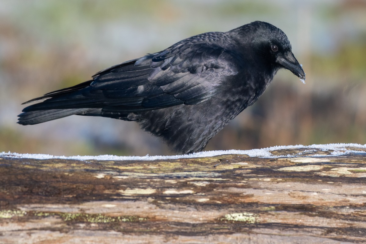 American Crow at Blackie Spit (Incl. Dunsmuir Farm & Nicomekl estuary) by Chris McDonald