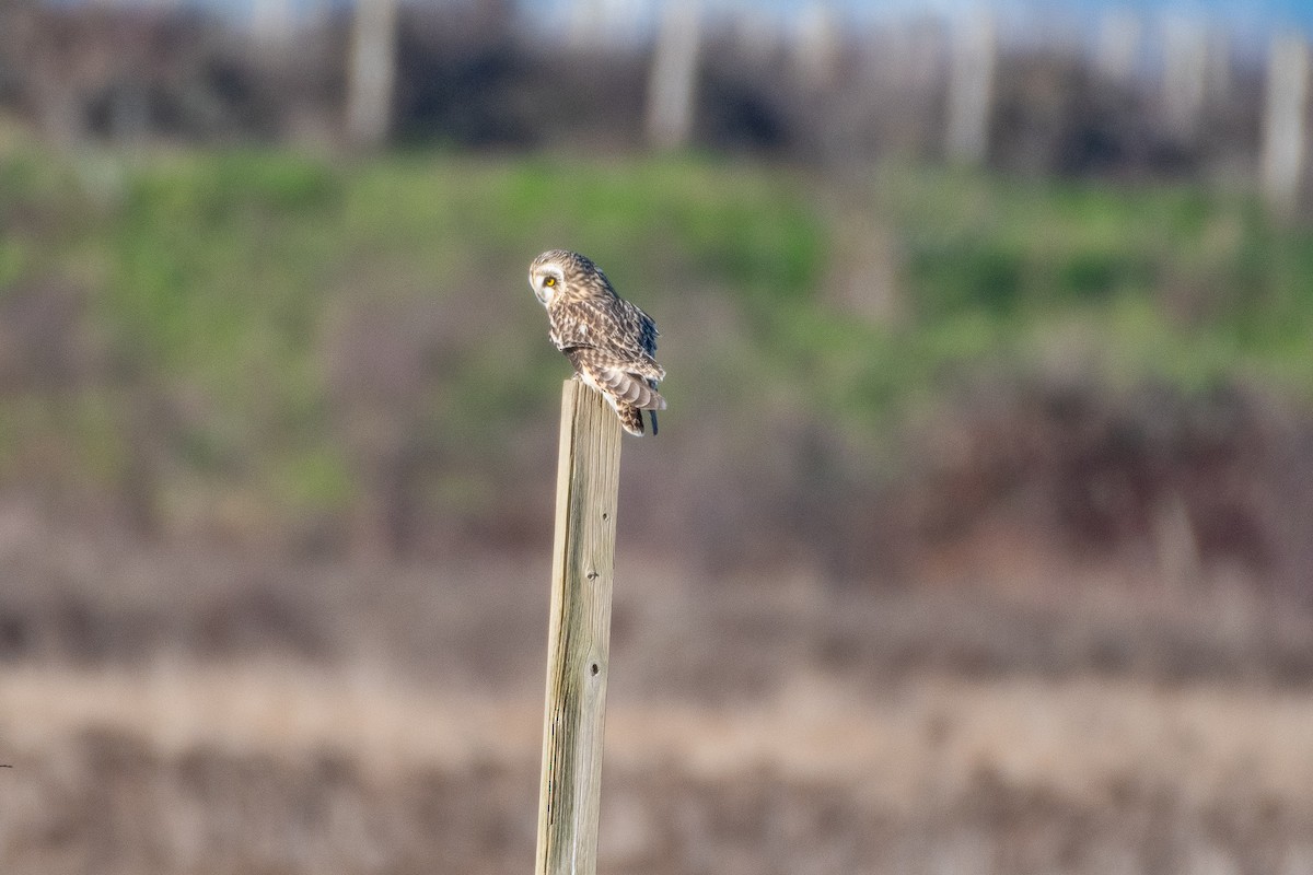 Short-eared Owl at Boundary Bay - 64th-72nd Sts., Delta by Chris McDonald