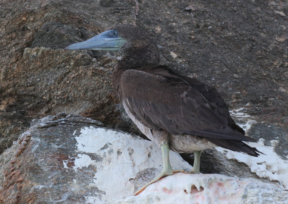 Brown Booby - ML611518505