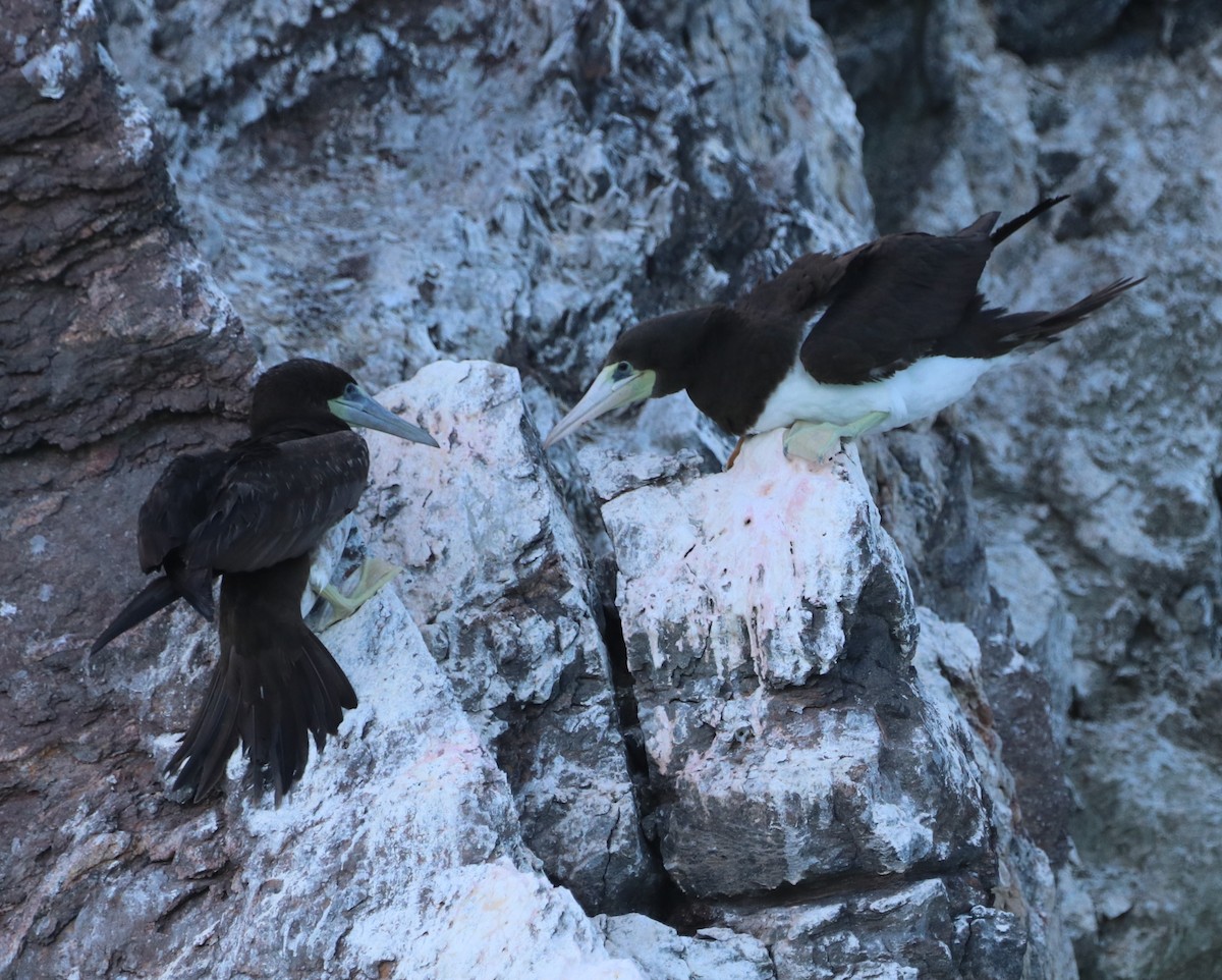 Brown Booby - ML611518529
