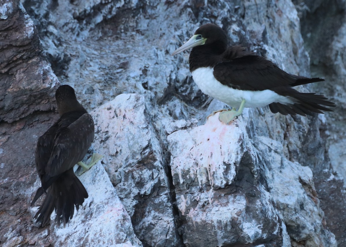 Brown Booby - ML611518568