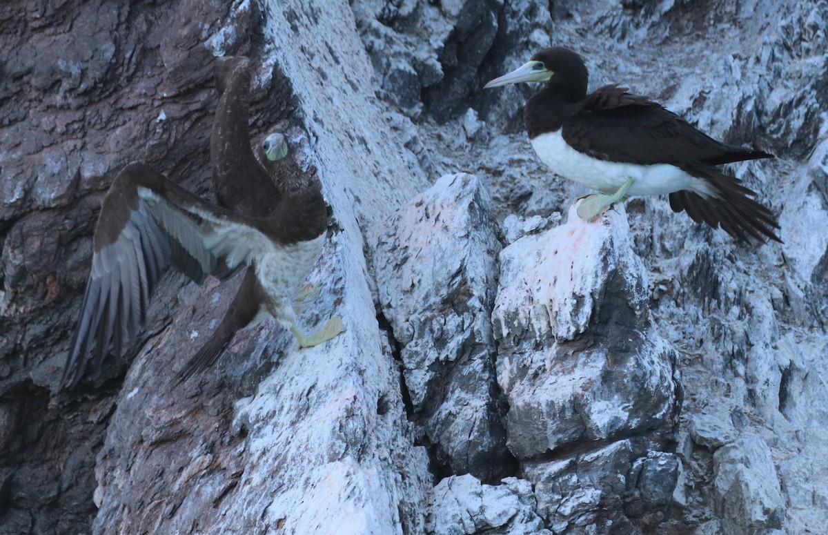 Brown Booby - ML611518578