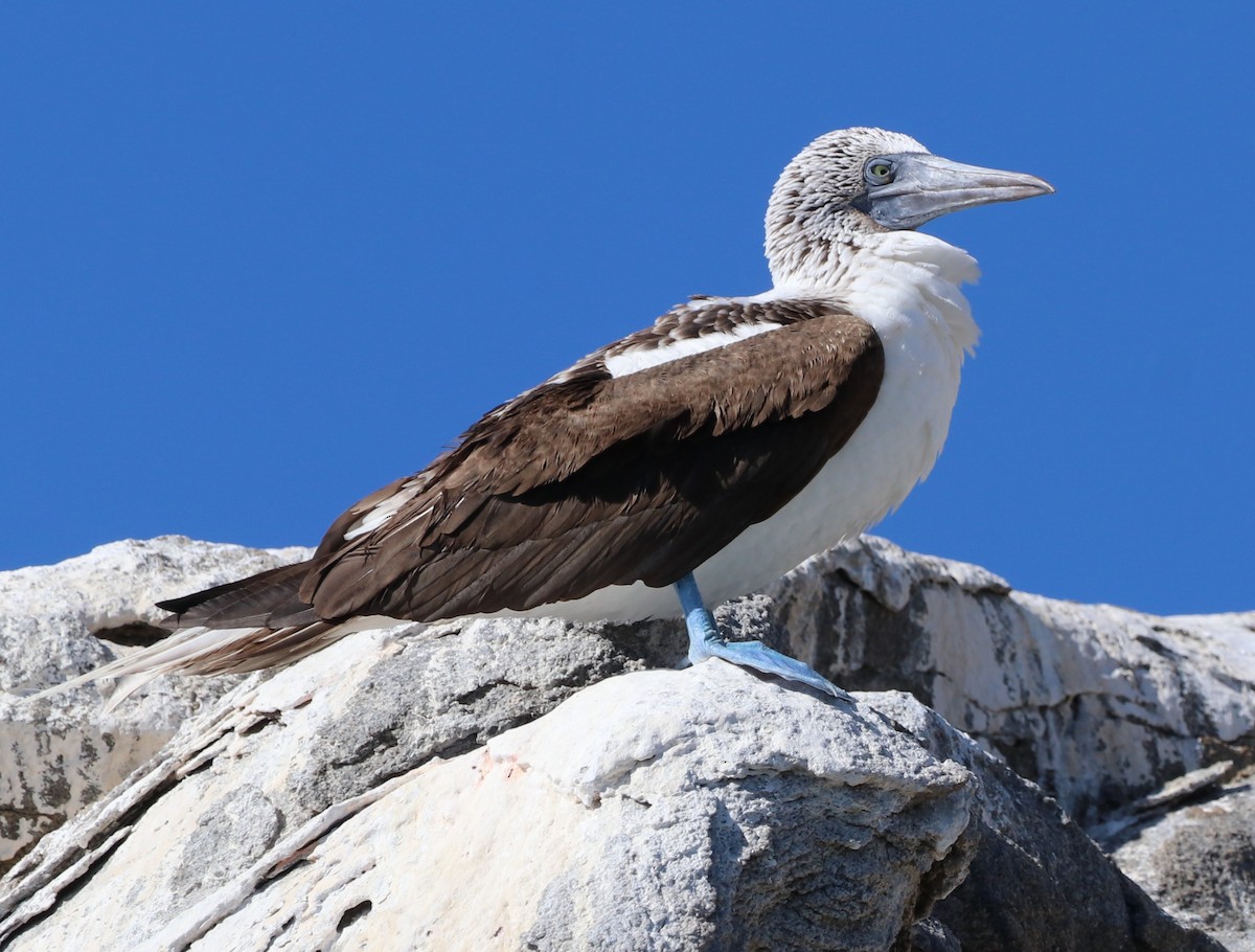 Blue-footed Booby - ML611518612