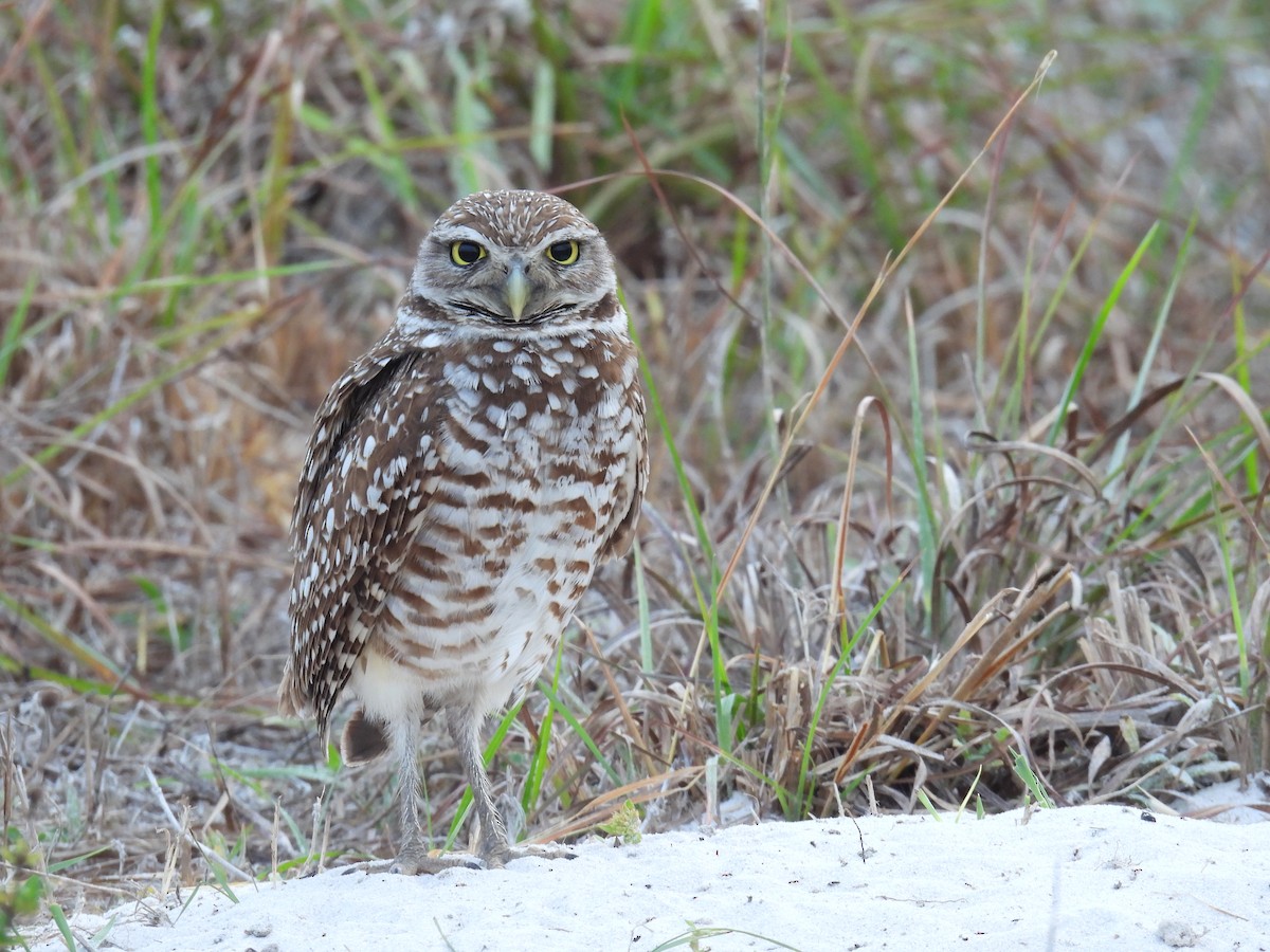 Burrowing Owl - ML611518625