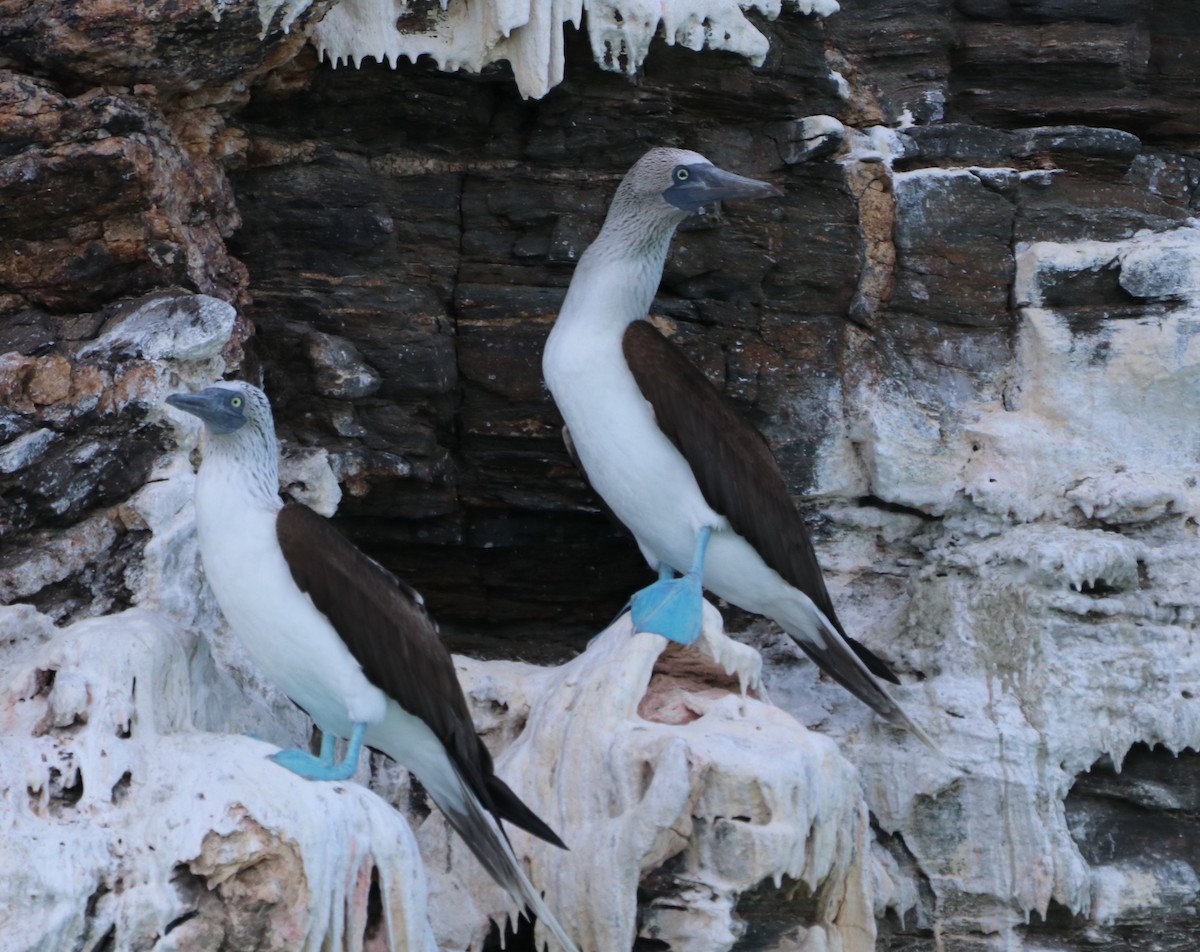 Blue-footed Booby - ML611518656