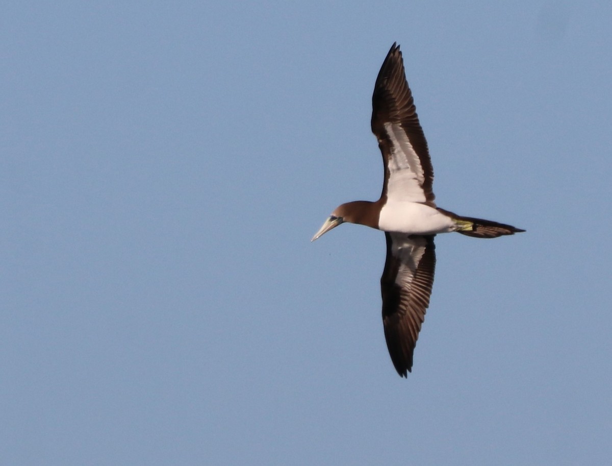 Brown Booby - ML611518701
