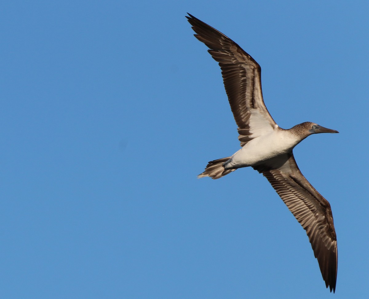 Blue-footed Booby - ML611518723