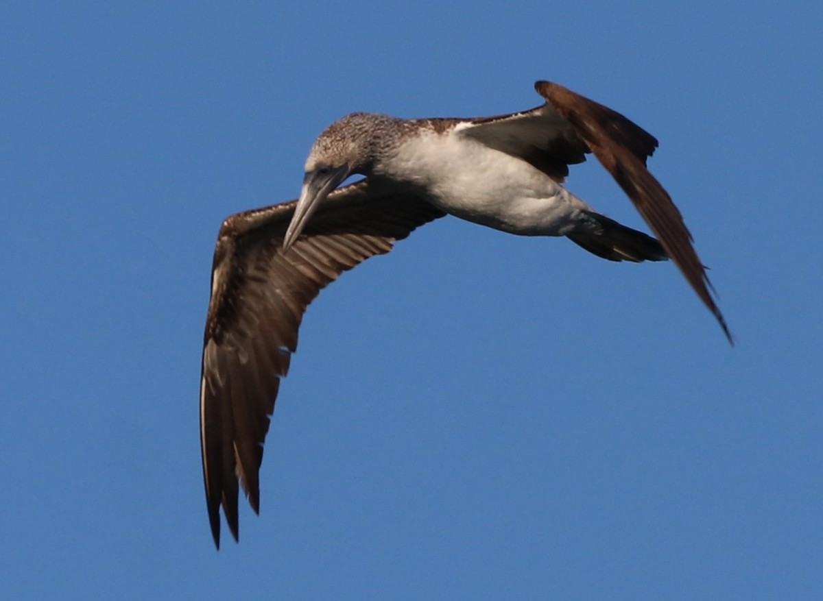 Blue-footed Booby - ML611518728