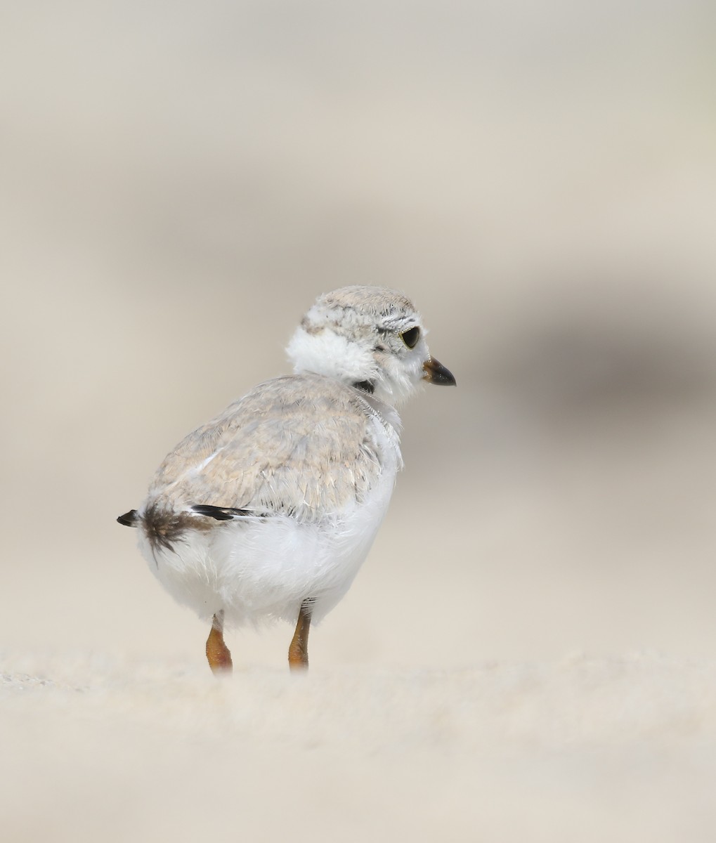 Piping Plover - ML611518927