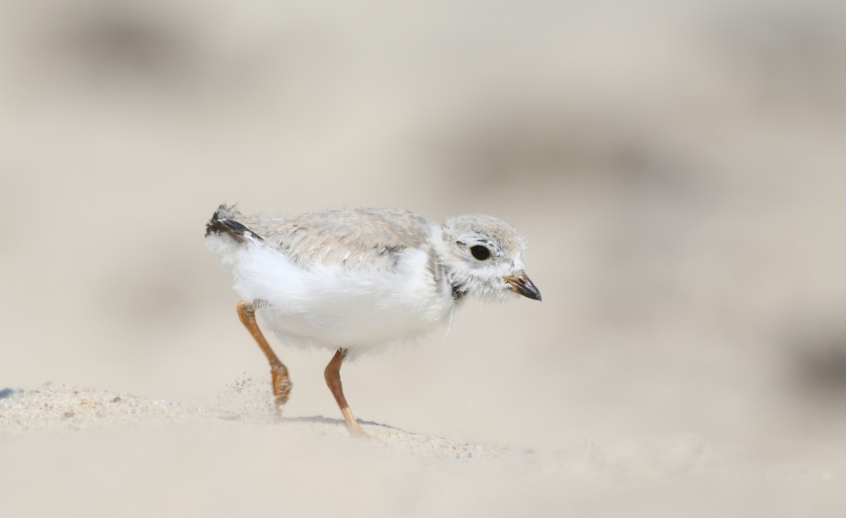 Piping Plover - ML611518928