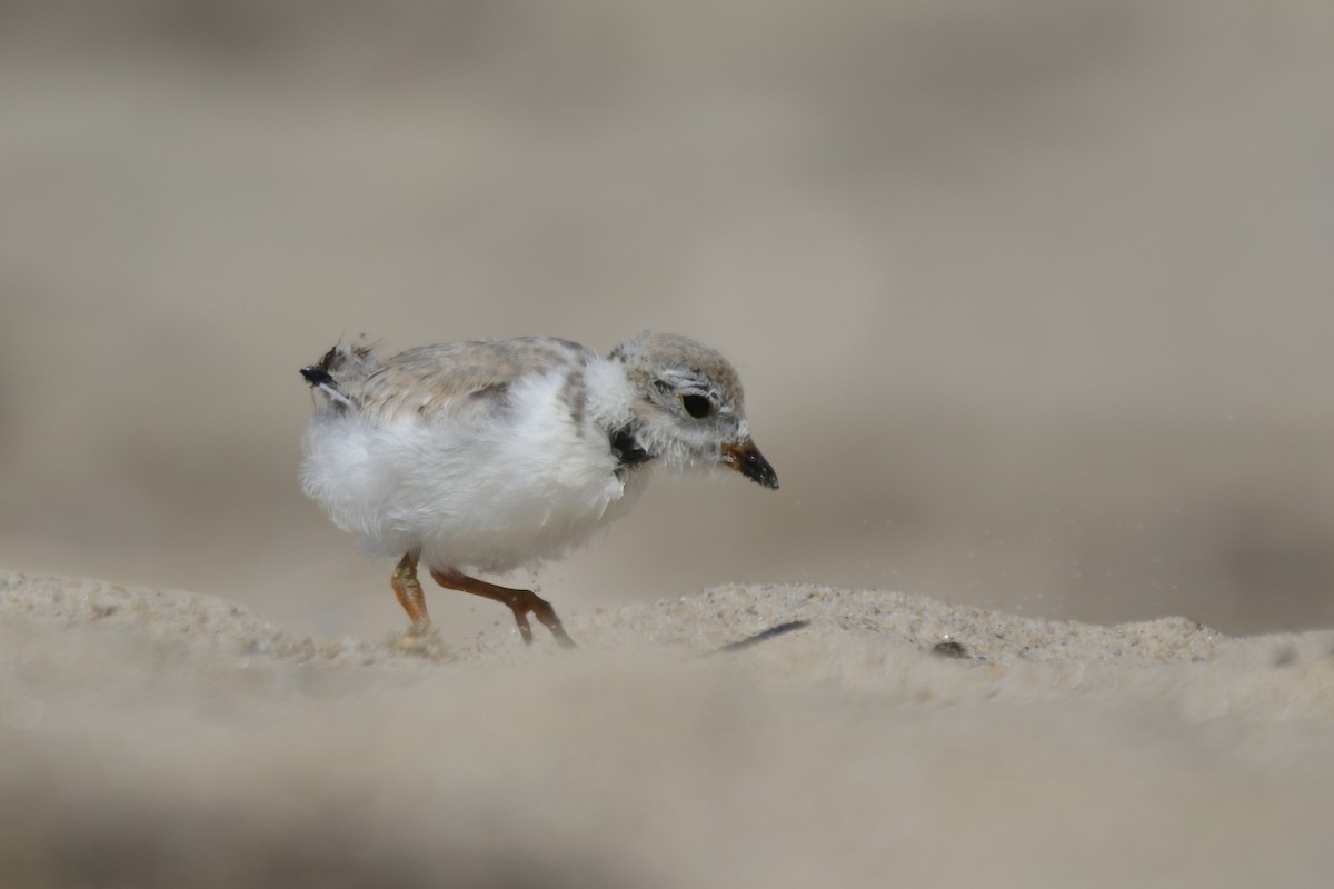Piping Plover - ML611518929
