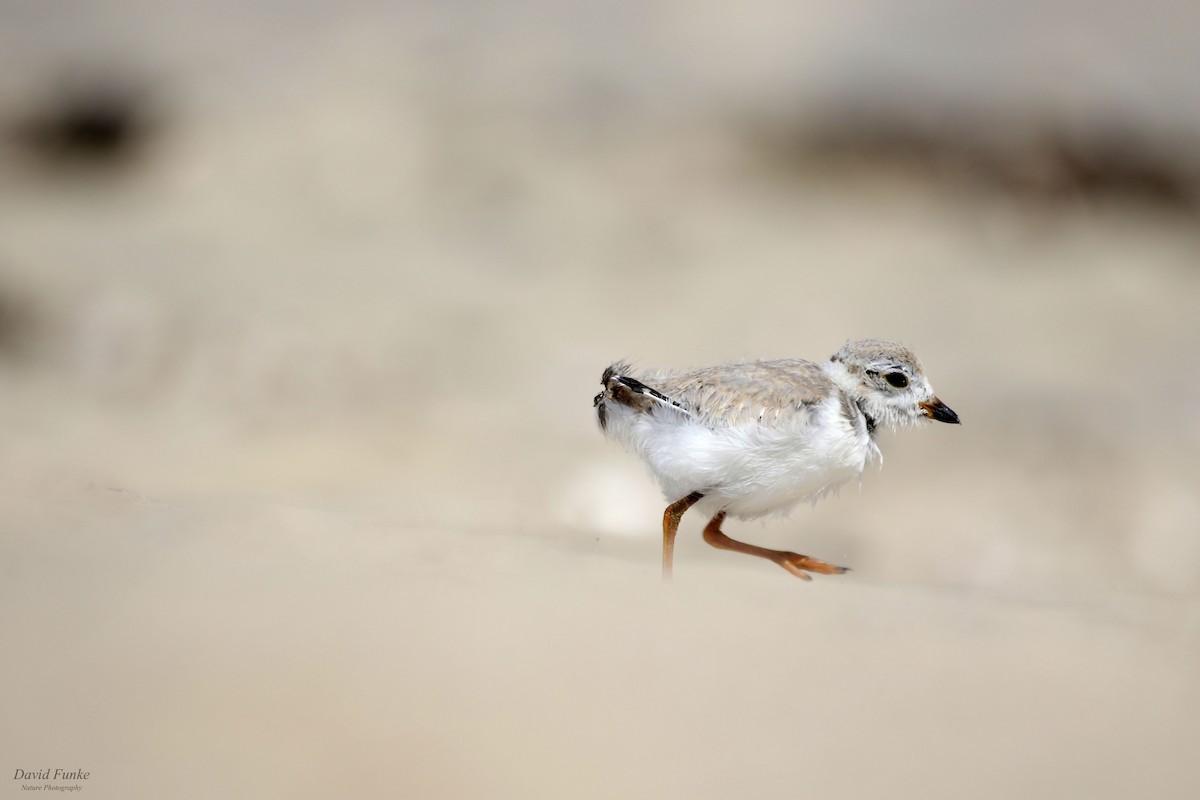 Piping Plover - ML611518930