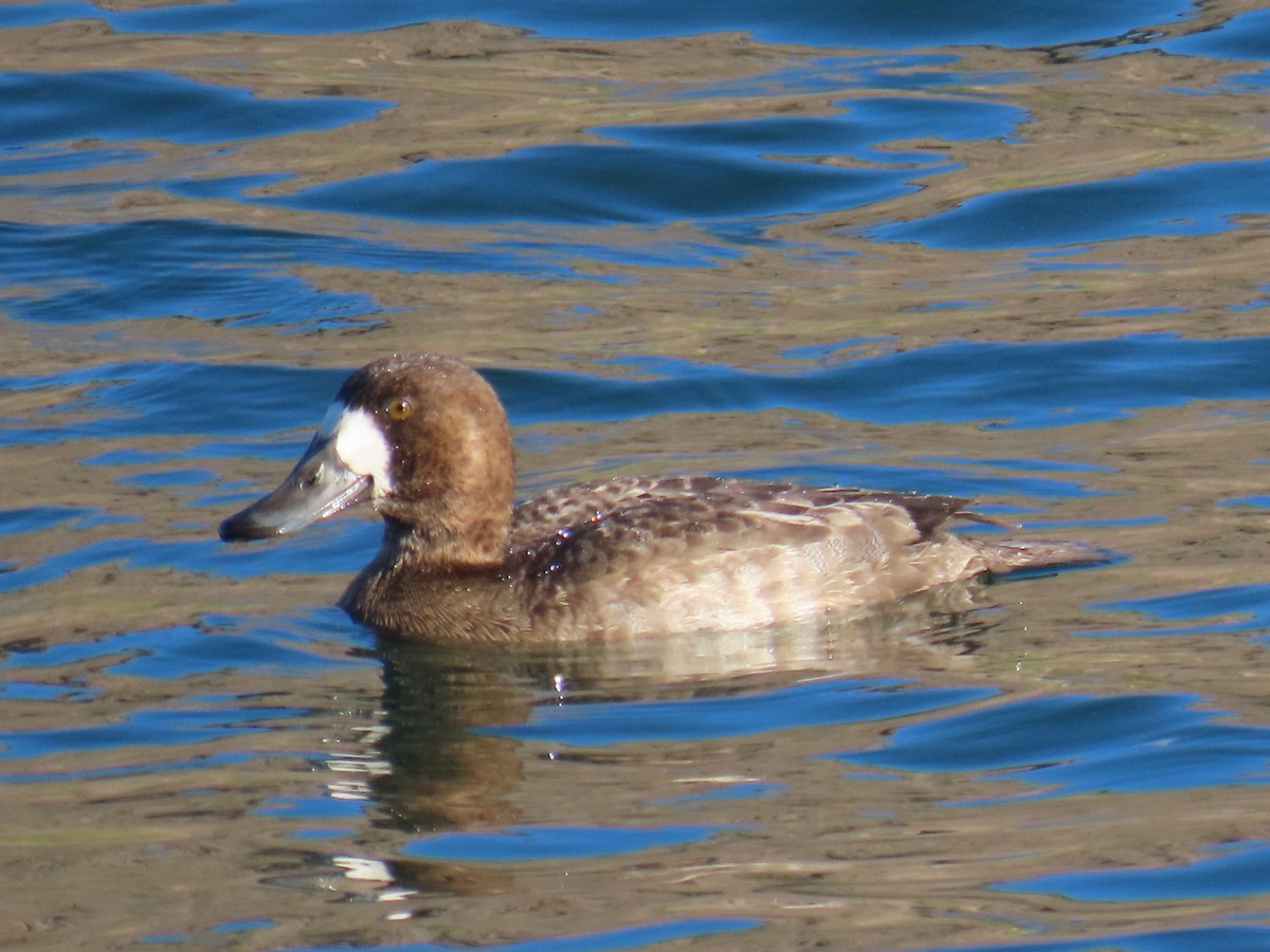 Greater Scaup - ML611519050