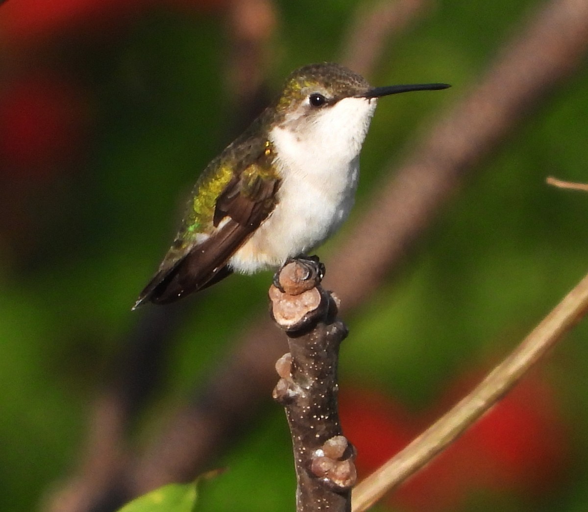 Ruby-throated Hummingbird - ML611519470