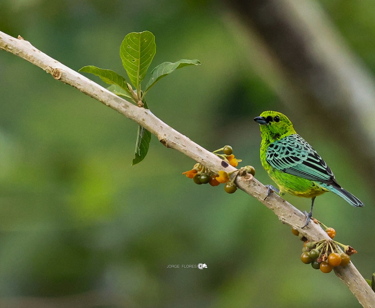 Yellow-bellied Tanager - ML611519838