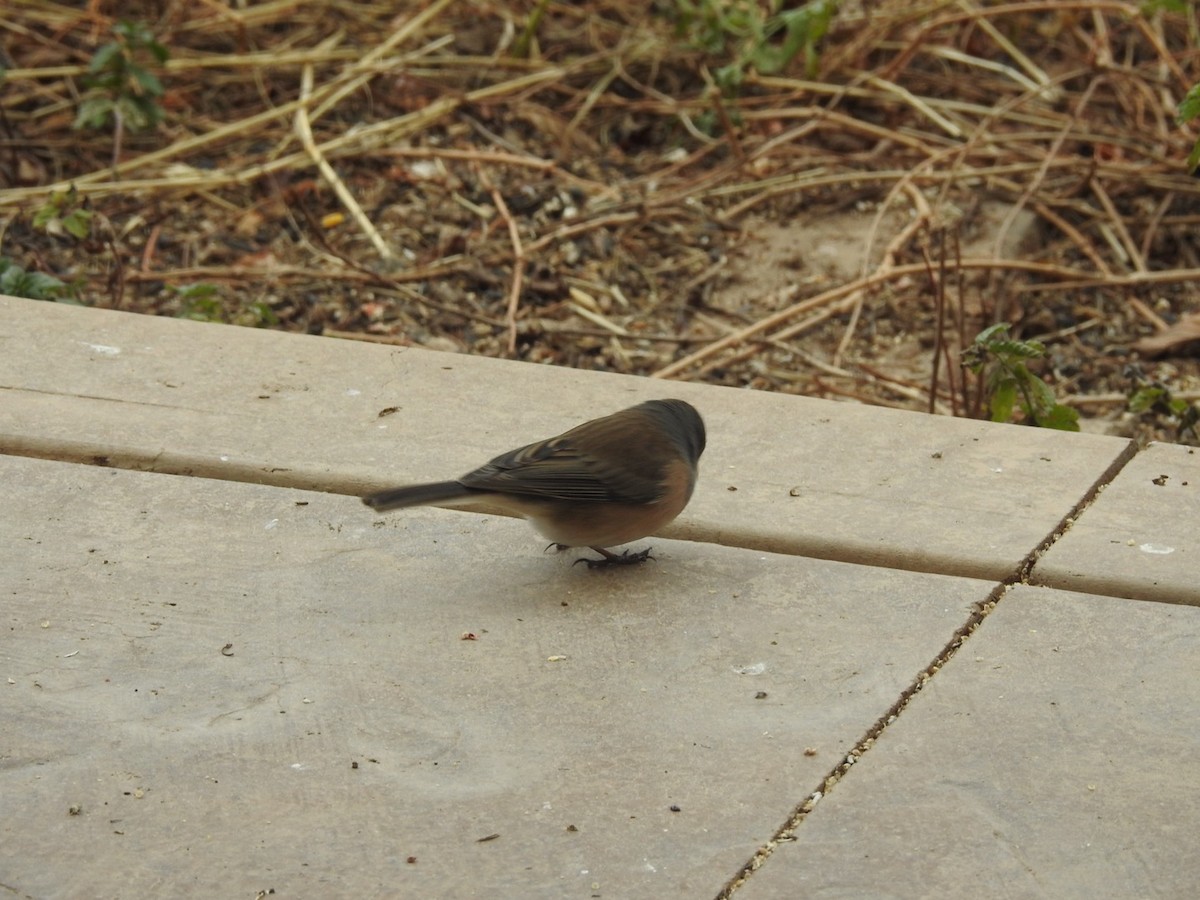 Dark-eyed Junco (Pink-sided) - ML611519859