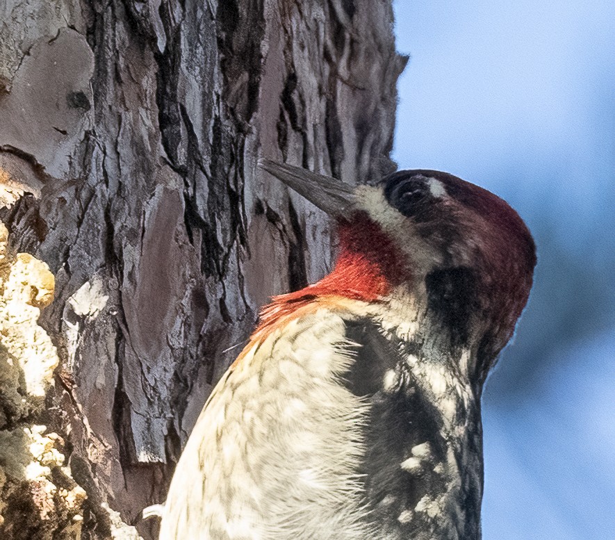 Red-naped x Red-breasted Sapsucker (hybrid) - ML611519968