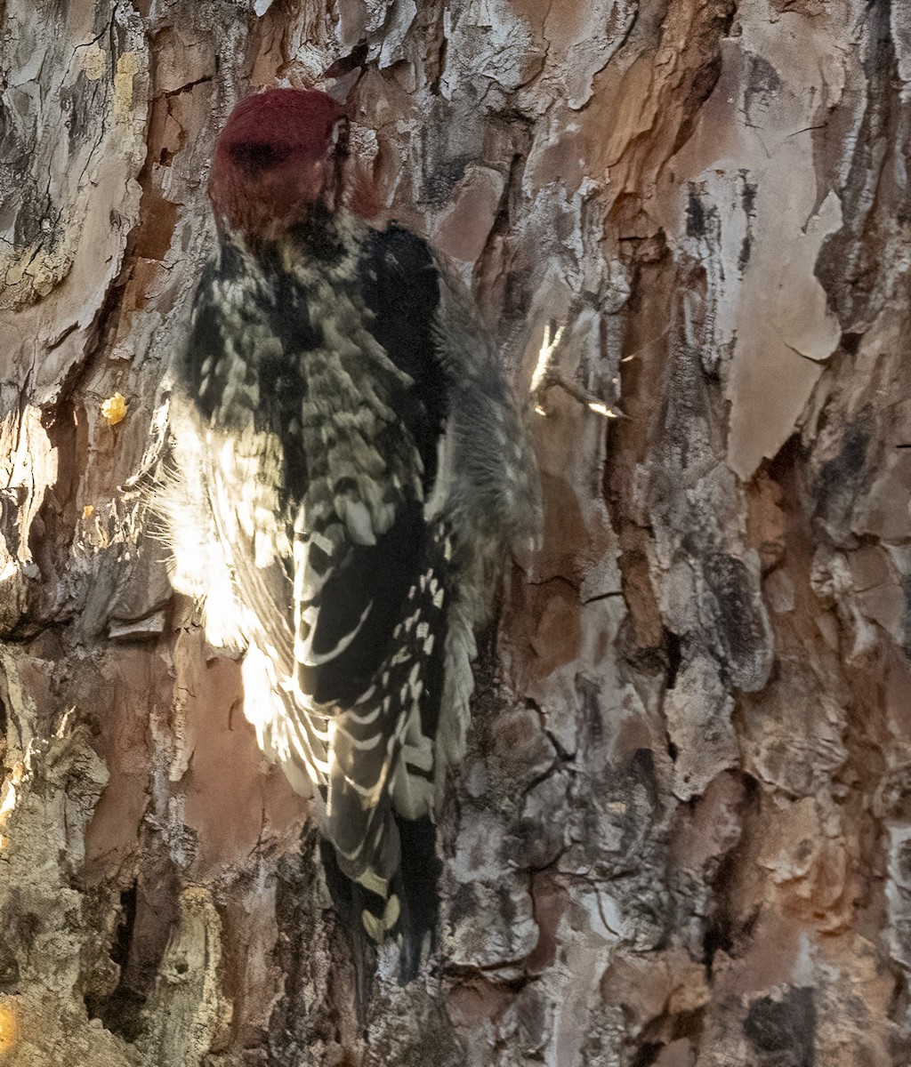 Red-naped x Red-breasted Sapsucker (hybrid) - ML611519970