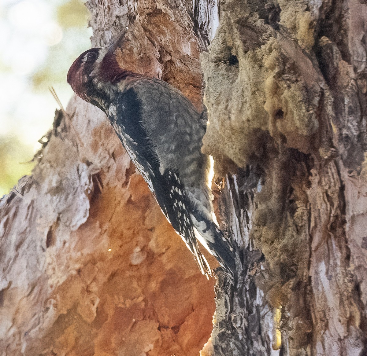 Red-naped x Red-breasted Sapsucker (hybrid) - ML611519973