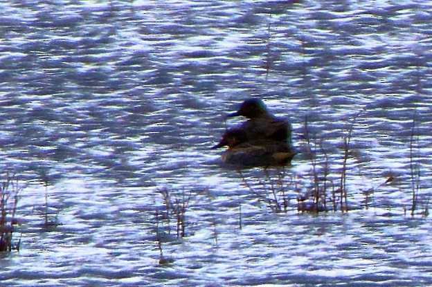 Green-winged Teal - ML611520168