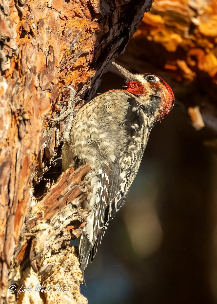 Red-naped x Red-breasted Sapsucker (hybrid) - ML611520646