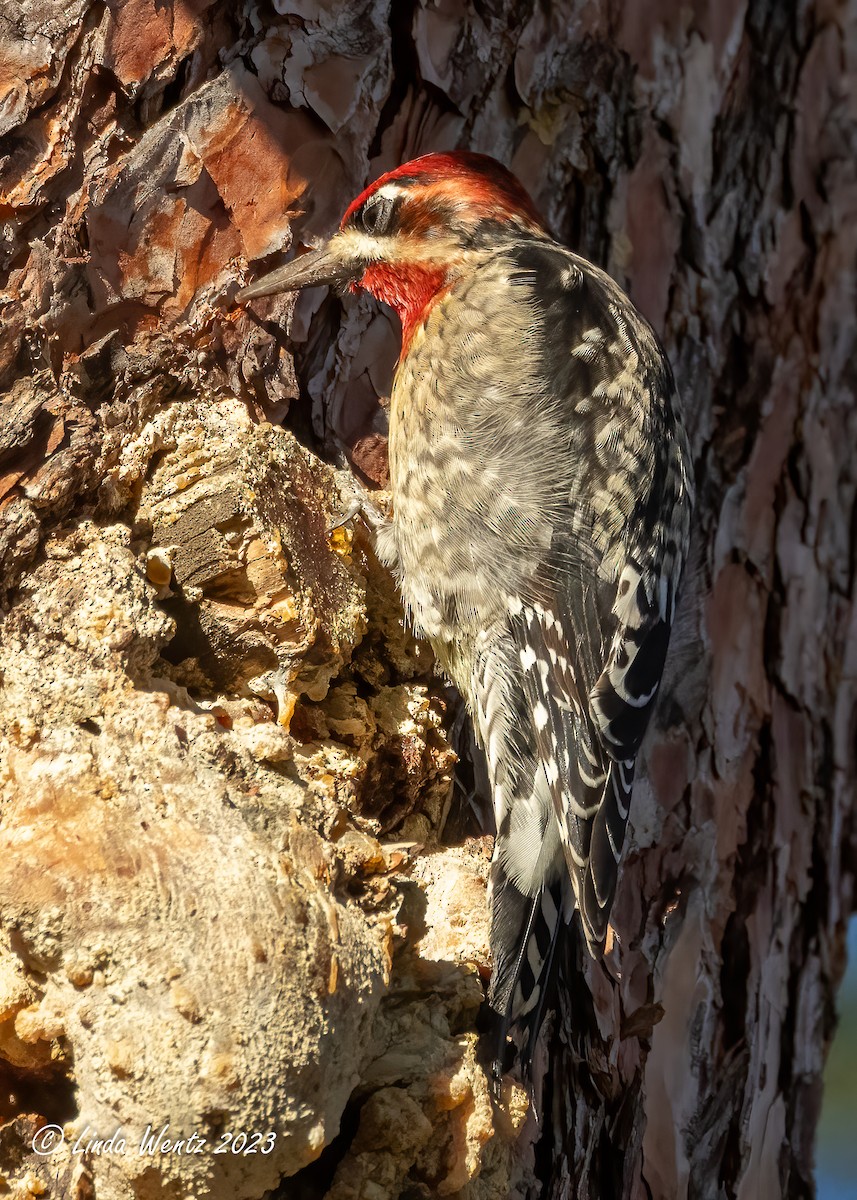 Red-naped x Red-breasted Sapsucker (hybrid) - ML611520649