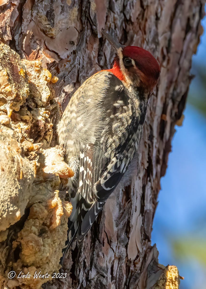 Red-naped x Red-breasted Sapsucker (hybrid) - ML611520650