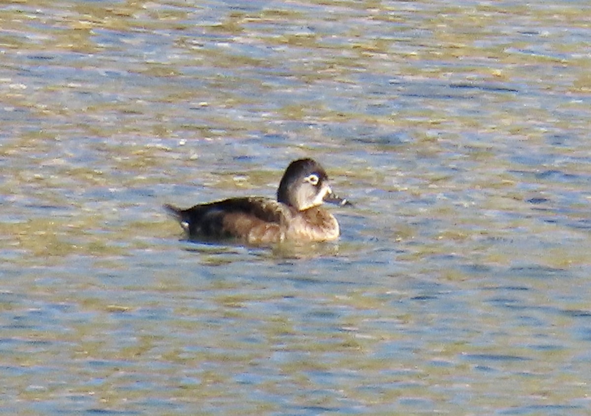 Ring-necked Duck - ML611520851