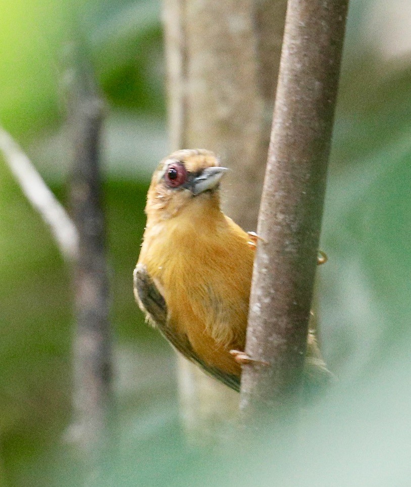 White-browed Piculet - ML611521073