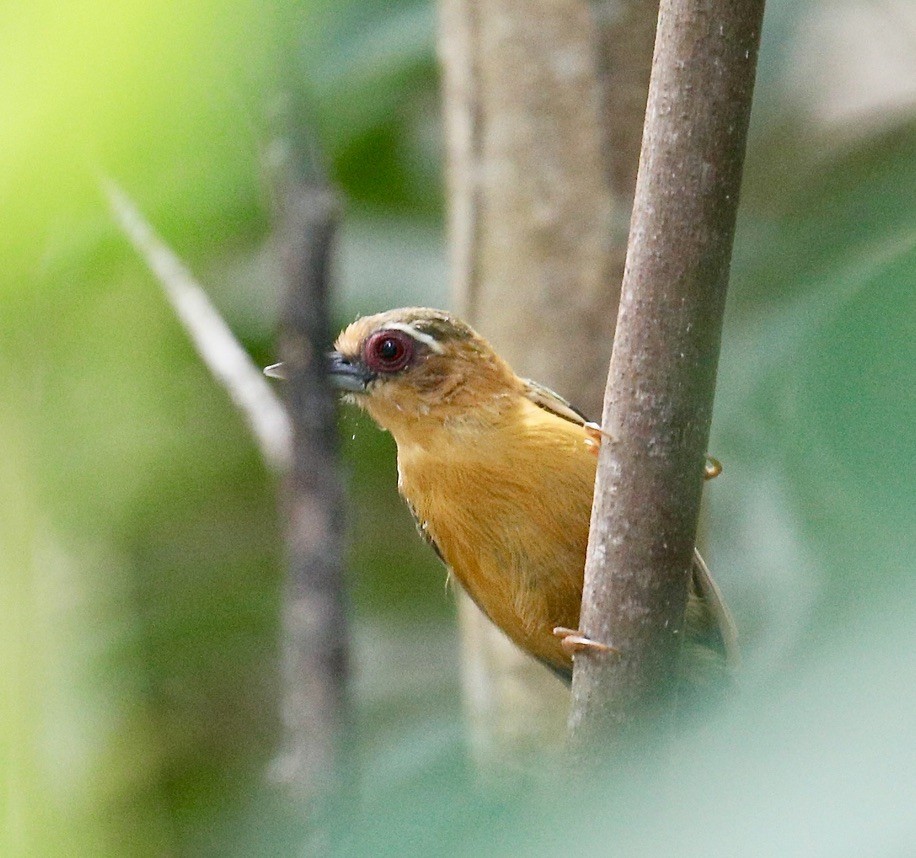 White-browed Piculet - ML611521074