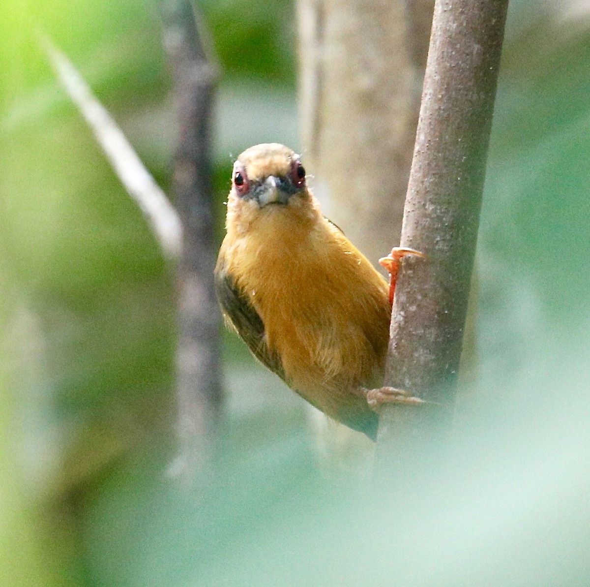 White-browed Piculet - ML611521076