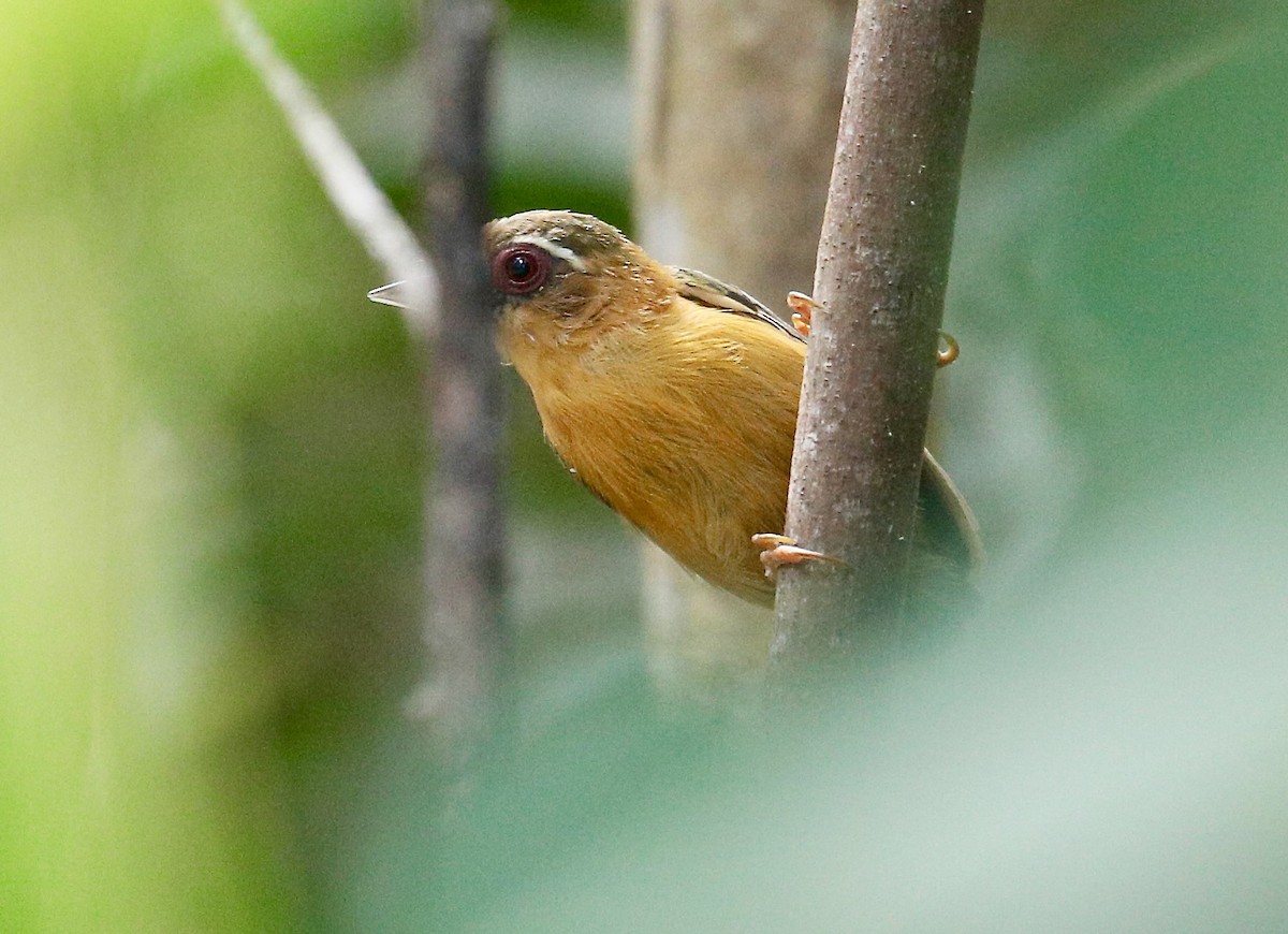 White-browed Piculet - ML611521077
