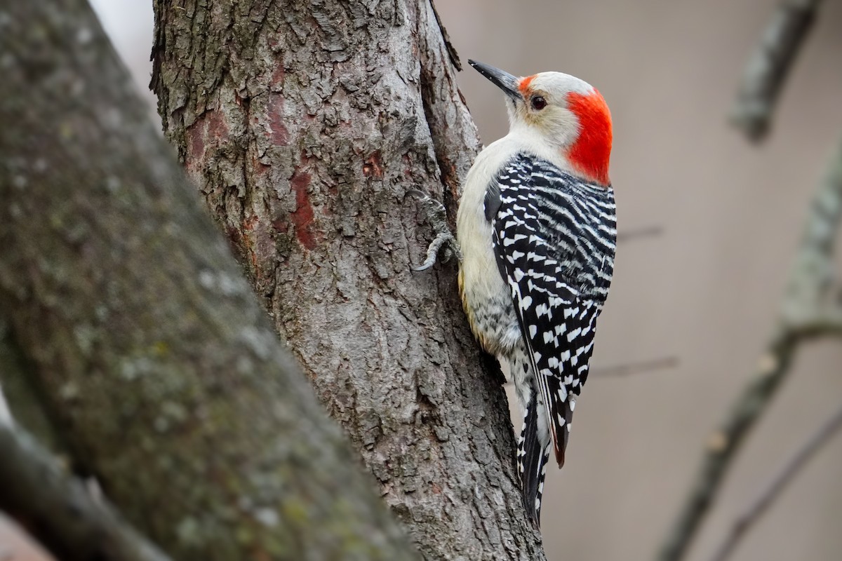Red-bellied Woodpecker - ML611521096