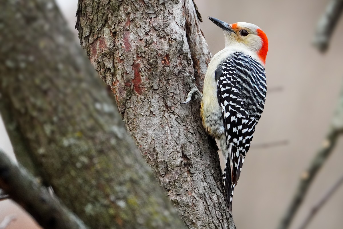 Red-bellied Woodpecker - ML611521097