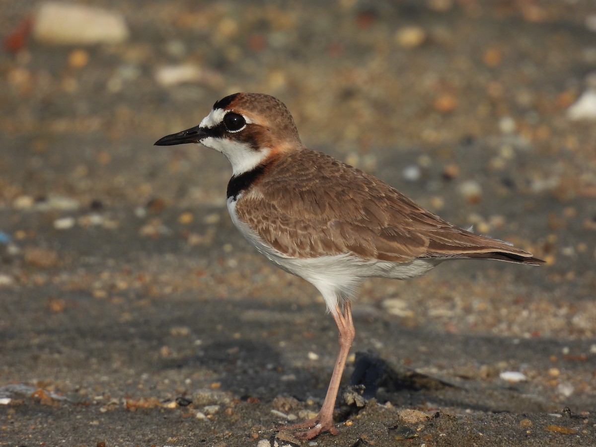 Collared Plover - ML611521127