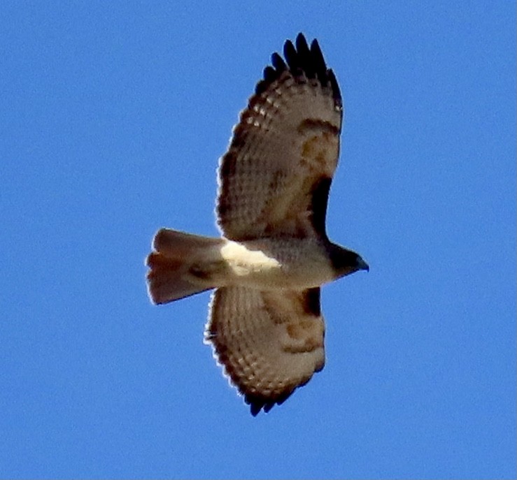 Red-tailed Hawk - ML611521161
