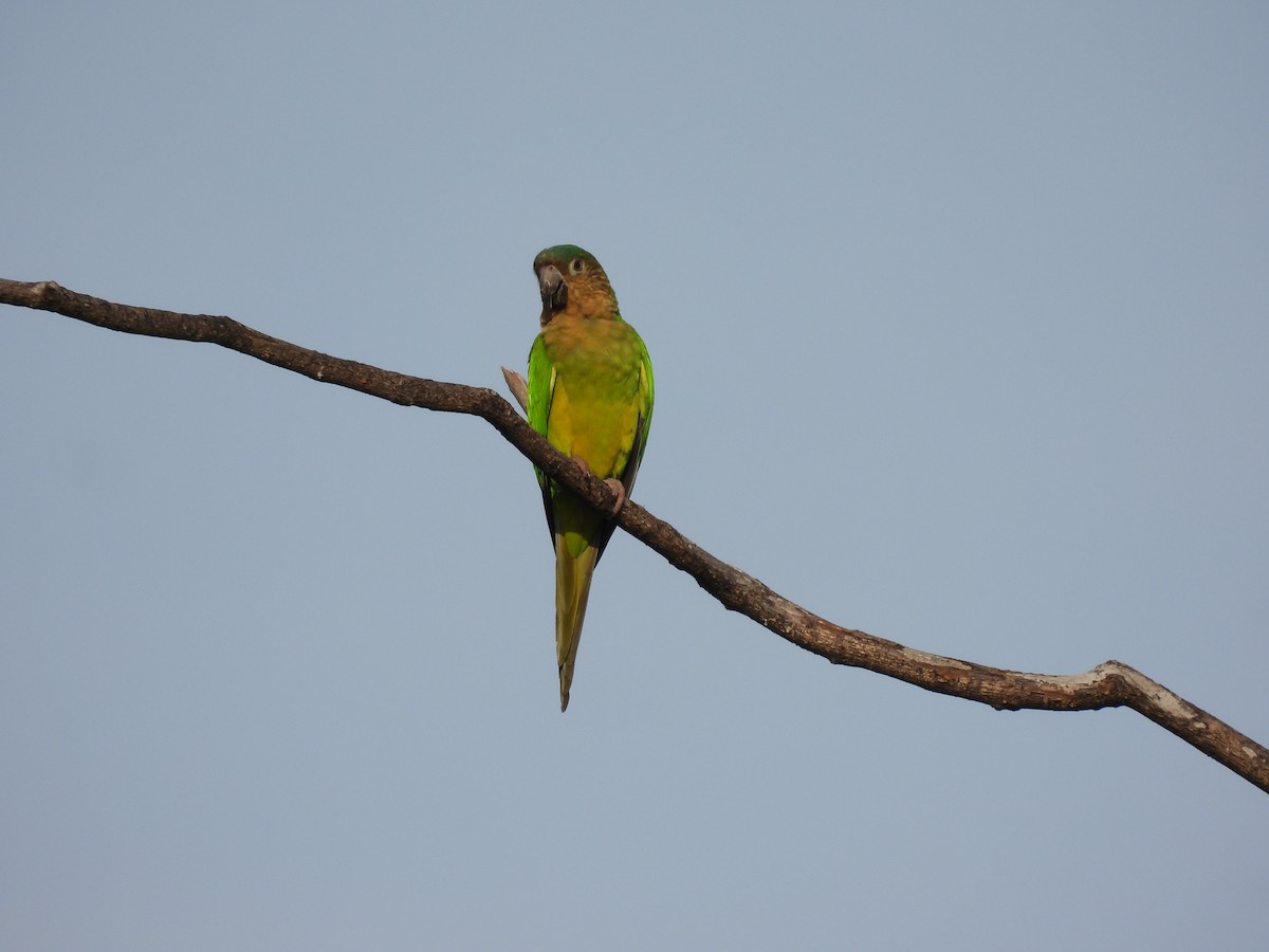 Brown-throated Parakeet - ML611521172