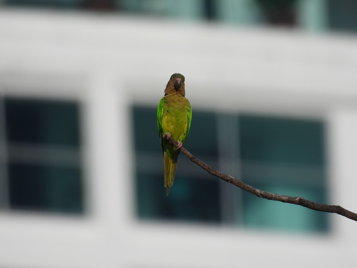 Brown-throated Parakeet - Jorge Alcalá