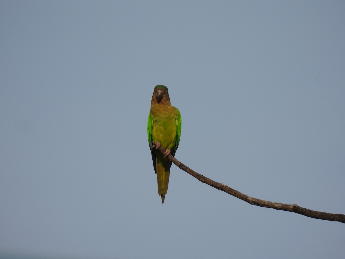 Brown-throated Parakeet - ML611521174
