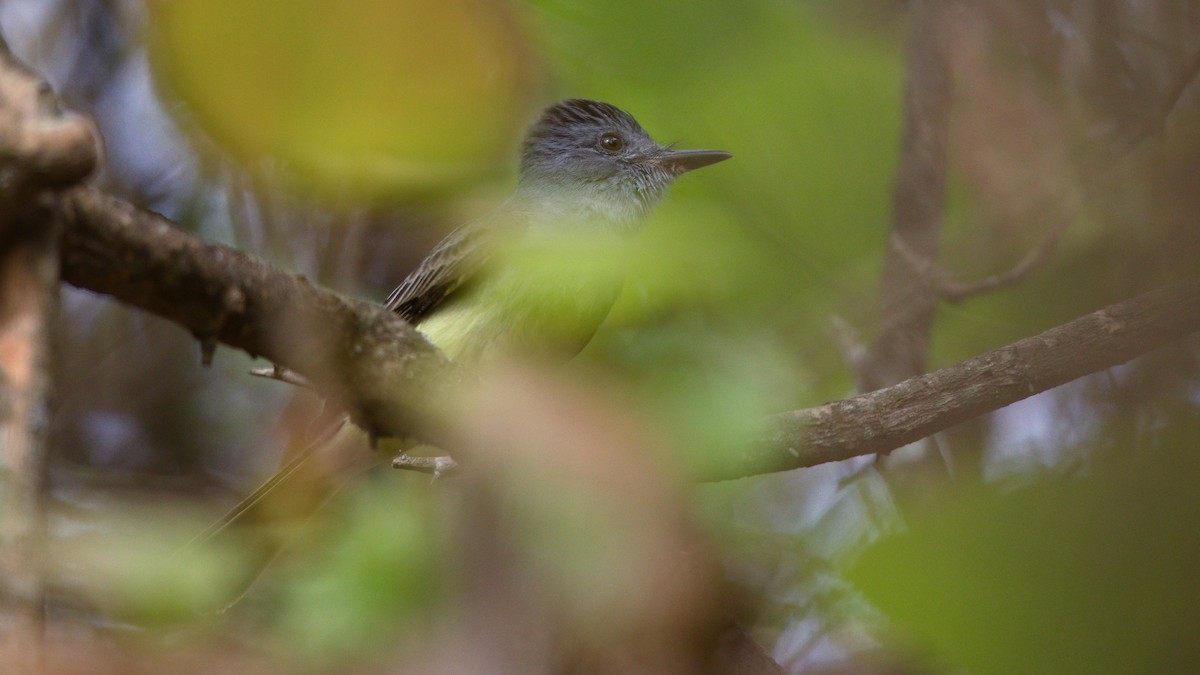 Sooty-crowned Flycatcher - ML611521202