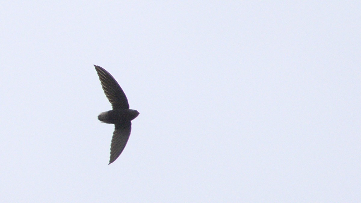 Short-tailed Swift (Tumbes) - ML611521235