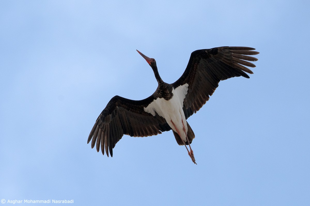 Black Stork - ML611521397