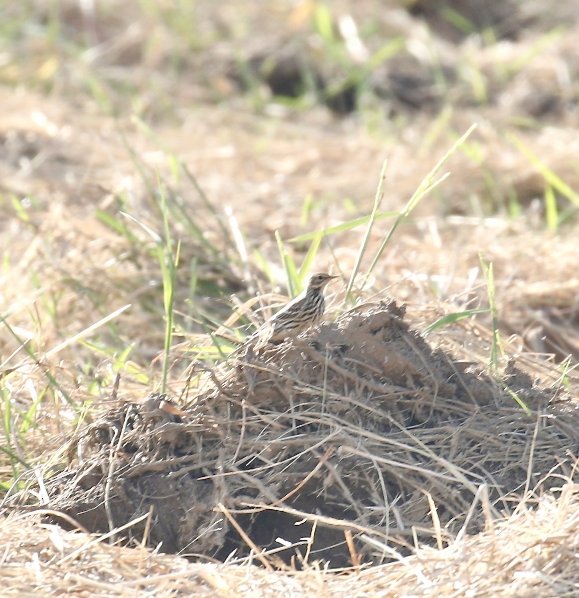 Red-throated Pipit - ML611521505