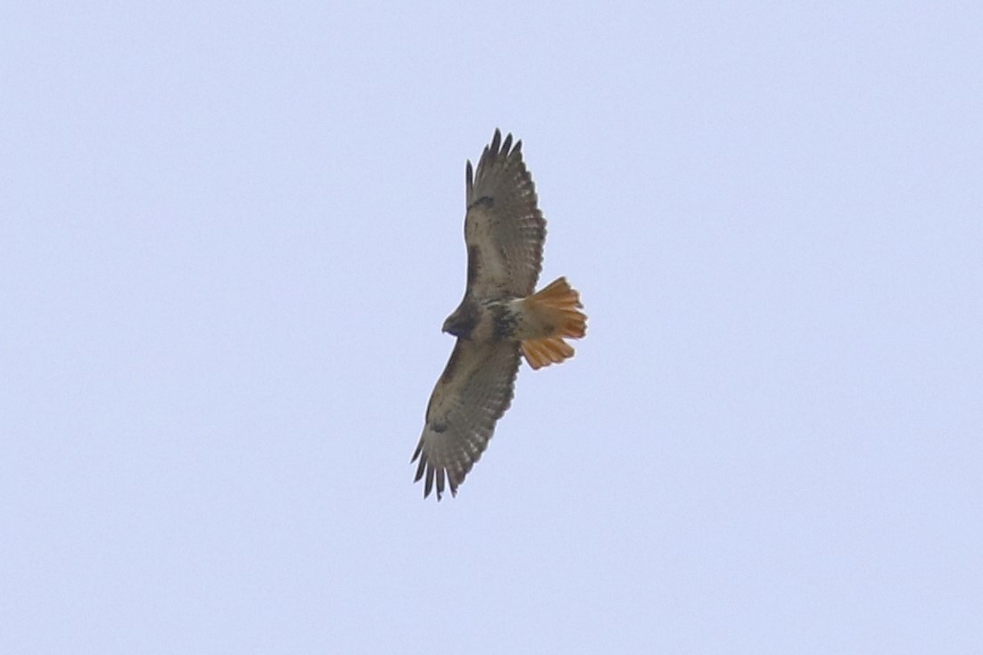 Red-tailed Hawk (abieticola) - mario balitbit