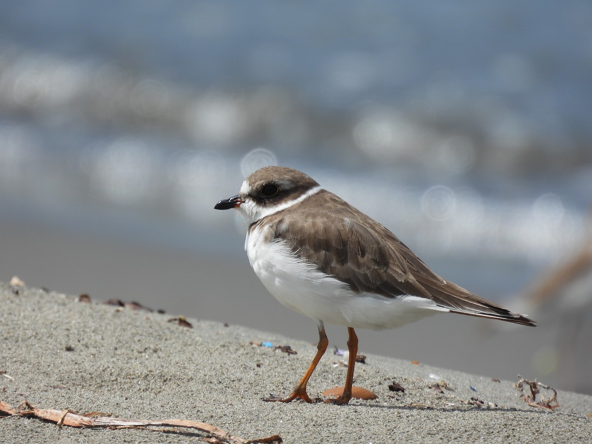 Semipalmated Plover - ML611521561