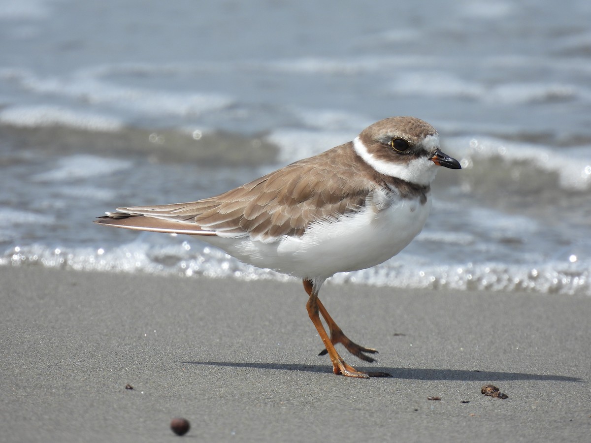 Semipalmated Plover - ML611521562