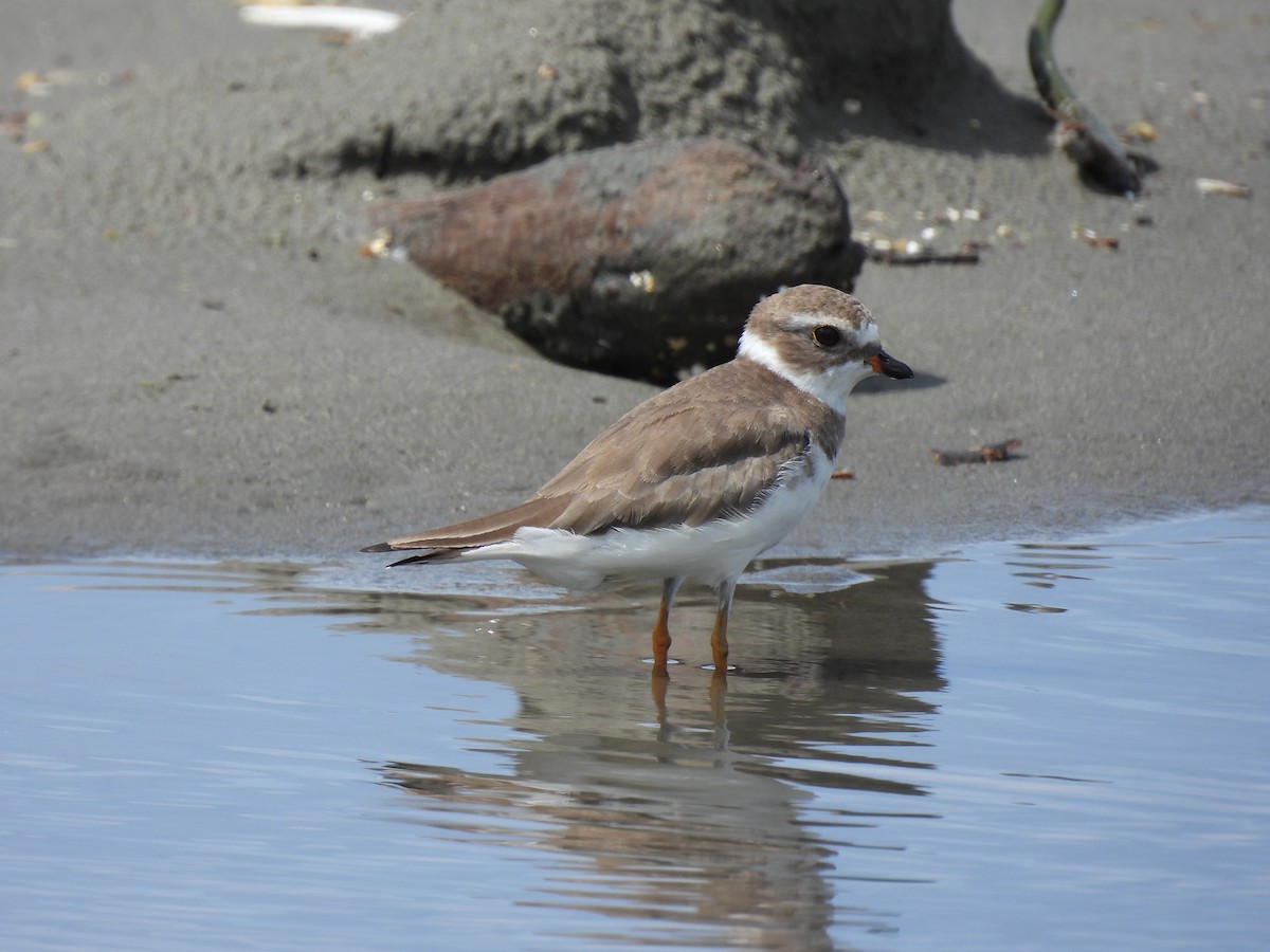 Semipalmated Plover - ML611521563