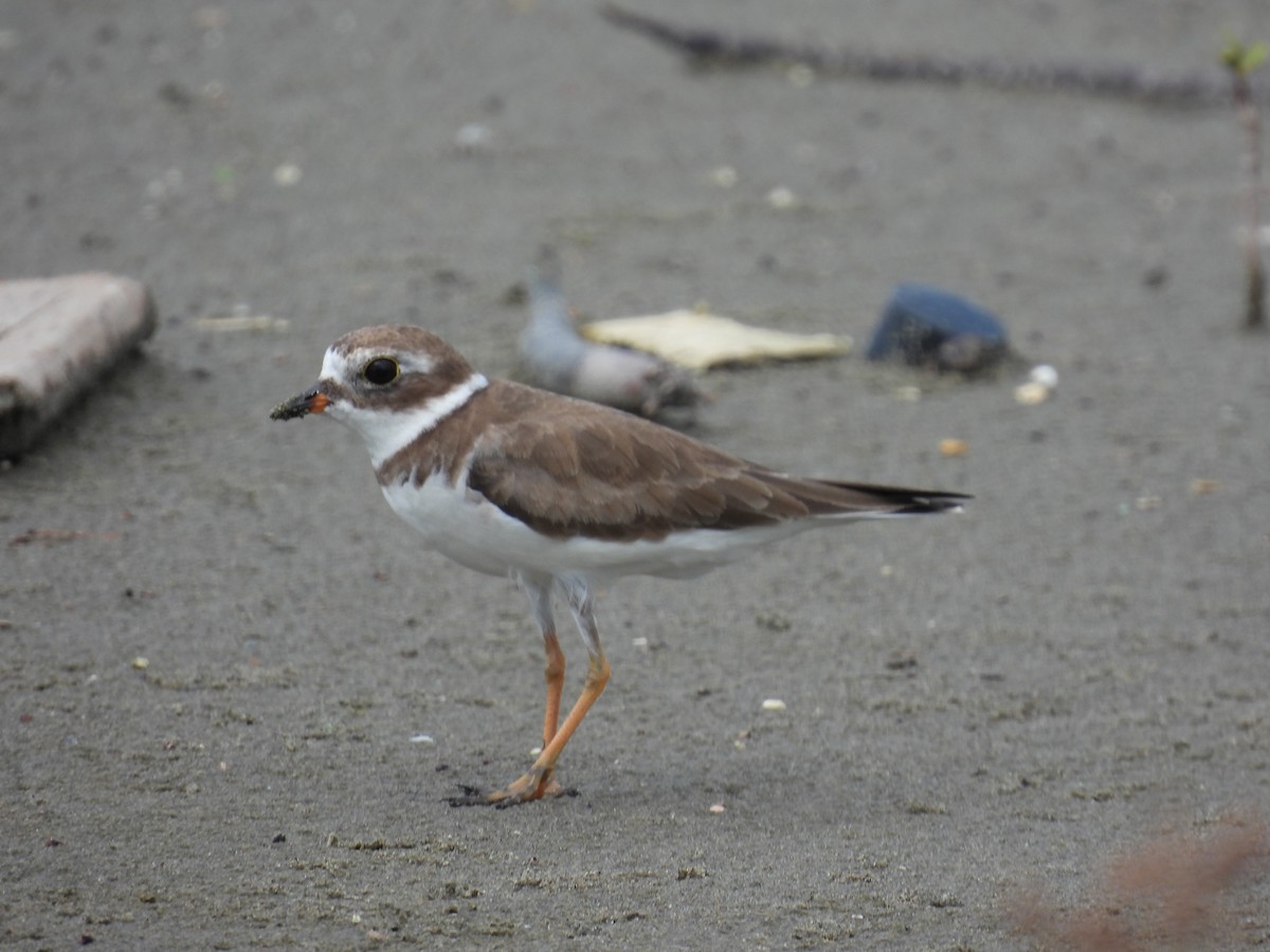 Semipalmated Plover - ML611521564