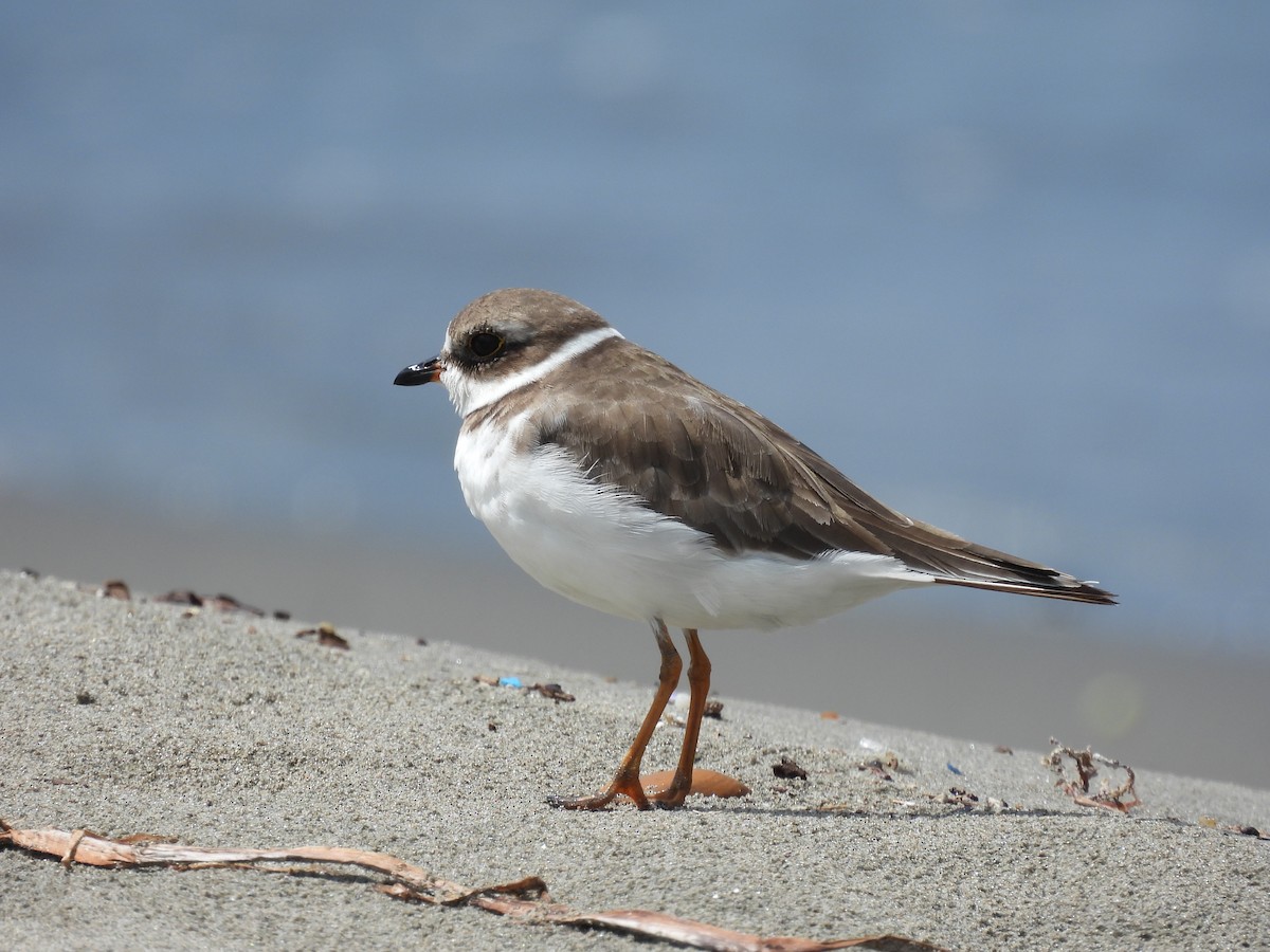 Semipalmated Plover - ML611521583